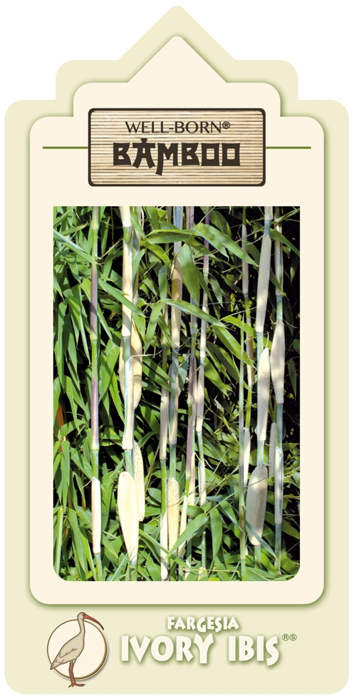 Fargesia 'Ivory Ibis'  - der Elfenbeinbambus - Well Born Bamboo Africa
