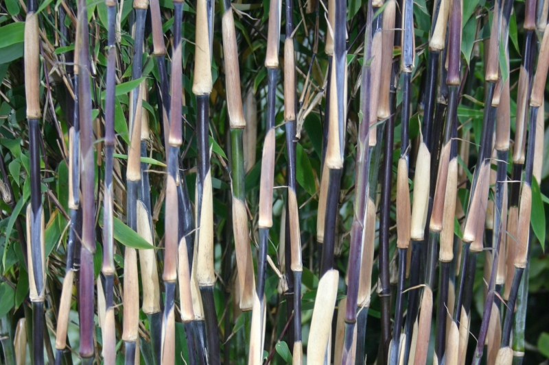 Fargesia 'Red Zebra'  - der rote Zebrabambus - Well Born Bamboo Africa