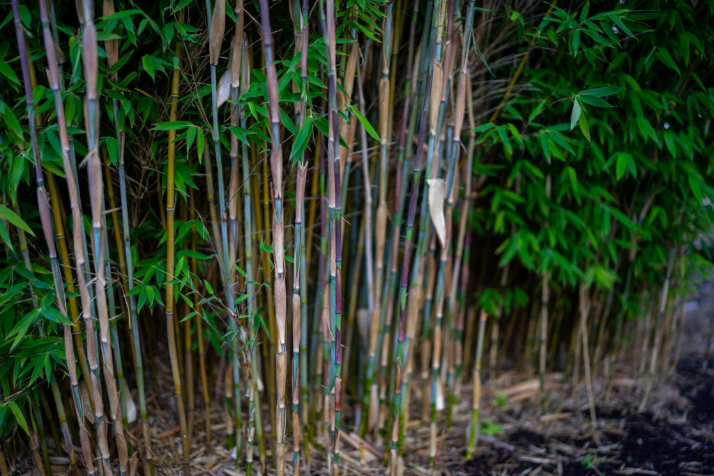 Die Halme von 2 großen Dogon Dreams Bambuspflanzen